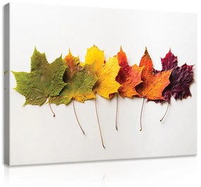 Vászonkép, Szines levelek, 60x40 cm méretben