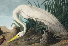 Fali fotótapéta Étkezőbe Fenséges kócsag 152x104