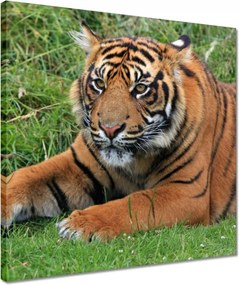 Vászonkép 40x40 Tigris