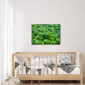 A pozsgás növények képe (70x50 cm)