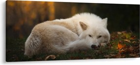 Kép - Pihenő farkas (120x50 cm)