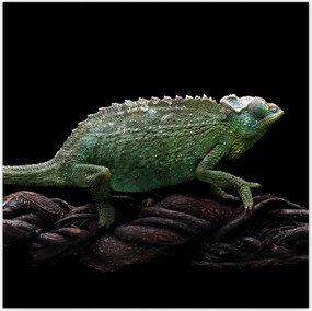 Poszterek 140x140 Hosszú zöld kaméleon