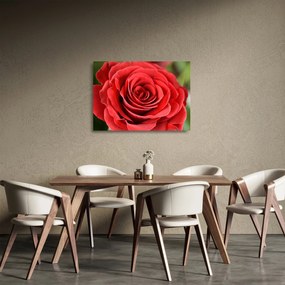 Egy rózsa virág képe (üvegen) (70x50 cm)