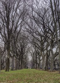 Poszter 20,5x28,4cm Fasorok a Central Parkban, Assaf Frank