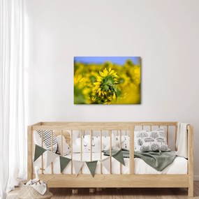 Napraforgó képe (70x50 cm)