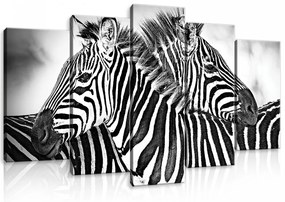 Vászonkép 5 darabos, Zebrák sima háttérrel 100x60 cm méretben