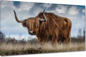 Vászonkép 120x70 Felvidéki fajta tehén