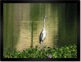 Poszterek keretben 40x30 Kalapos madár Tájkép Kilátás