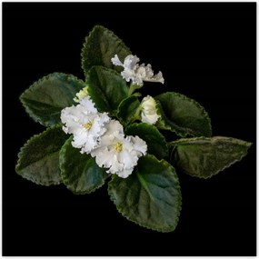 Poszterek 100x100 Fehér jázminvirág