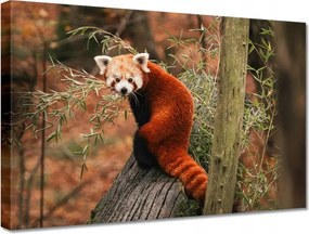 Vászonkép 30x20 Vörös panda kis panda piros kisebb