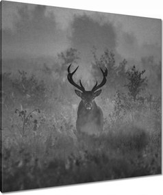 Vászonkép 90x90 Szarvas a ködben