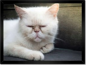 Poszterek keretben 40x30 Cica Cicák