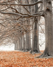 Poszter 40x50cm Fák egy sorban narancssárga levelek, Assaf Frank