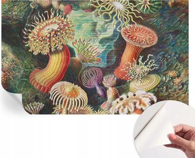 Dekoratív öntapadós fotótapéta irodába Fantázia anemonák 416x254 cm