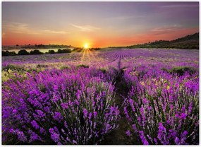 Fotótapéta flizelina 254x184 Levendula mező Nyugat