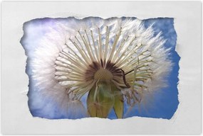 Poszterek 120x80 Pitypang Virág Virágok