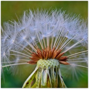 Poszterek 100x100 Pitypang Virág Virágok