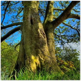 Poszterek 30x30 Erős fa