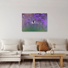 Kép - Pillangó a levendulán (70x50 cm)