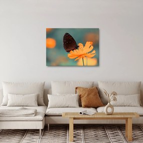 Kép - pillangó narancssárga virágon (70x50 cm)