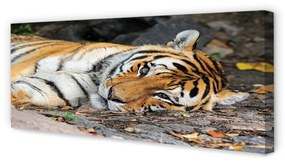Canvas képek fekvő tigris 100x50 cm