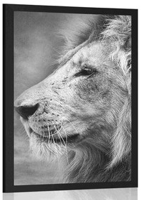 Poszter afrikai oroszlán fekete fehérben