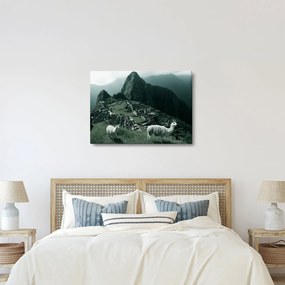 Kép - Lámák a perui Machu Picchunál (70x50 cm)