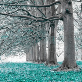 Poszter 30x30cm Fák egy sorban türkiz levelek, Assaf Frank