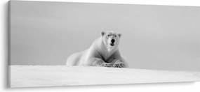 Kép - Jegesmedve, fekete-fehér (120x50 cm)