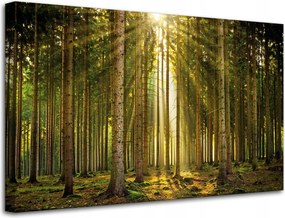 Vászonkép Erdő Fák Nap Természet Tavasz 80x50 cm