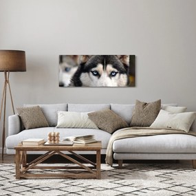 Husky kutya kép (120x50 cm)