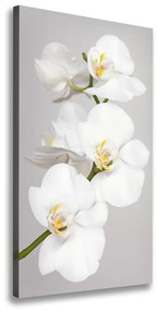 Vászonkép nyomtatás Fehér orchidea ocv-133396361