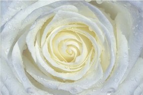 Fotótapéta rózsa virágok fotótapéta 254 x