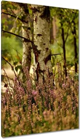 Vászonkép 80x120 Nyírfa a hangák között Erdő