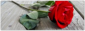 Fotótapéta flizelina 624x219 Vörös rózsa