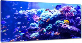 Vászonkép 180x90 A Nemo halak vízi élete