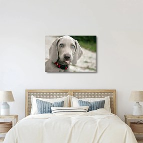 Kép - weimaraner kölyökkutya (70x50 cm)