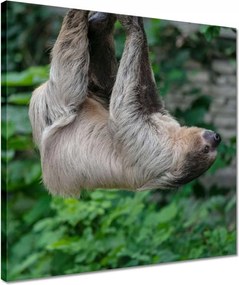 Vászonkép 40x40 Lajhár lustaság közben