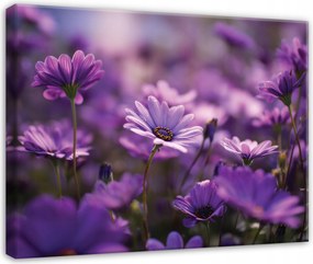 Vászonkép Mezei Virágok Rét Lila A Nappali Hálószobájába Vászonkép 100x70