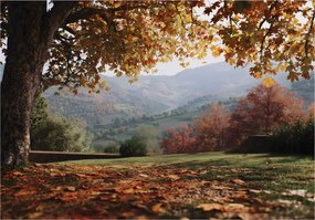 Fotótapéta Tájkép Fák Természet Hálószoba Nappali Tapéta Flizelina 200x140