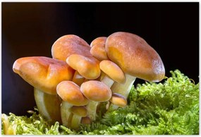 Poszterek 200x135 Gombák az erdőben Közelkép
