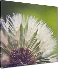 Vászonkép 50x50 Pitypang Virág Virágok