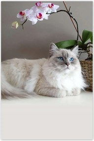 Poszterek 60x90 Ragdoll macska