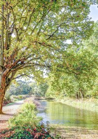 Poszter 29,7x42cm Ösvény a csatorna felett az erdőben, Assaf Frank