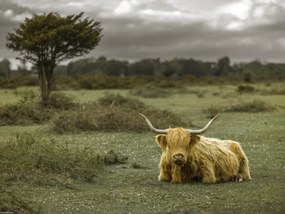 Poszter 40x30cm Tehén a faluban 2, Assaf Frank