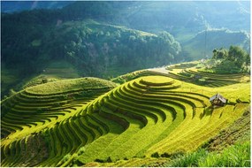 Kép - Rice Terraces koncert (90x60 cm)