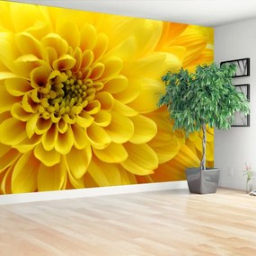 Fotótapéta sárga virág 104x70 cm