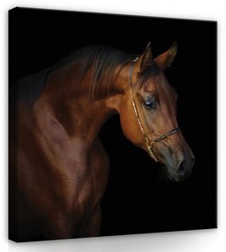 Ló profil, vászonkép, 80x80 cm méretben