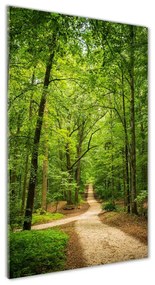 Üvegfotó Az út az erdőben osv-117628205