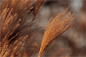 Kép - Cortaderia (90x60 cm)